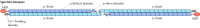 Figure 11.10. Structure of spectrin.