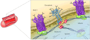 Figure 11.11. Association of the erythrocyte cortical cytoskeleton with the plasma membrane.