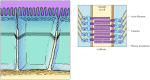 Figure 11.14. Attachment of actin filaments to adherens junctions.