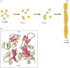 Figure 11.2. Assembly and structure of actin filaments.