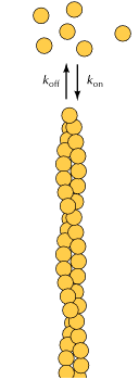 Figure 11.3. Reversible polymerization of actin monomers.