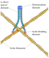 Figure 11.8. Actin networks and filamin.