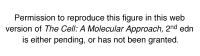 Figure 11.9. Morphology of red blood cells.