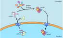 Figure 8.14. Transport of snRNAs between nucleus and cytoplasm.