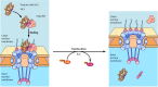 Figure 8.9. Protein import through the nuclear pore complex.