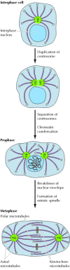 Figure 11.43. Formation of the mitotic spindle.