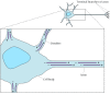 Figure 11.44. Organization of microtubules in nerve cells.