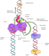 Figure 5.11. Model of the E. coli replication fork.