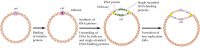 Figure 5.14. Origin of replication in E. coli.