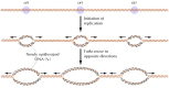 Figure 5.15. Replication origins in eukaryotic chromosomes.