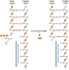 Figure 5.2. The reaction catalyzed by DNA polymerase.