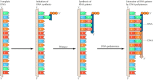 Figure 5.5. Initiation of Okazaki fragments with RNA primers.