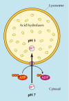 Figure 9.35. Organization of the lysosome.