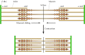 Figure 11.21. Sliding-filament model of muscle contraction.