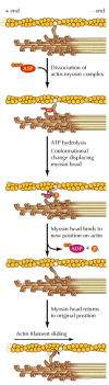 Figure 11.24. Model for myosin action.