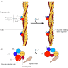 Figure 11.25. Association of tropomyosin and troponins with actin filaments.