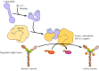 Figure 11.28. Regulation of myosin by phosphorylation.