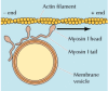 Figure 11.29. Myosin I.