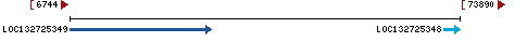 Genomic Context describing neighboring genes