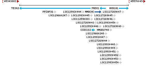 Genomic Context describing neighboring genes