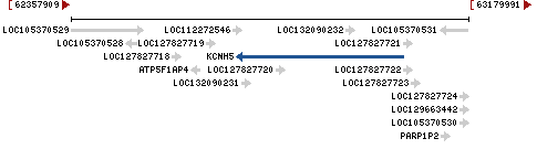 Genomic Context describing neighboring genes