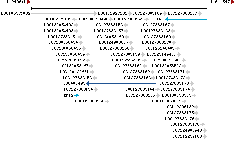 Genomic Context describing neighboring genes