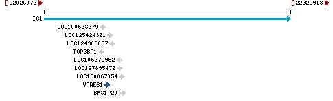 Genomic Context describing neighboring genes