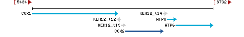 Genomic Context describing neighboring genes