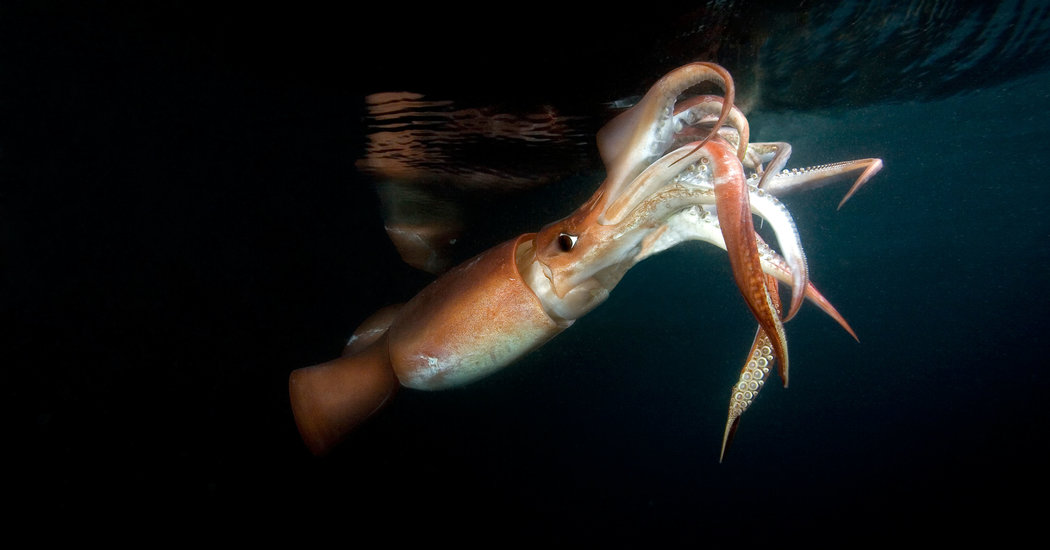 Гигантский кальмар фото в воде