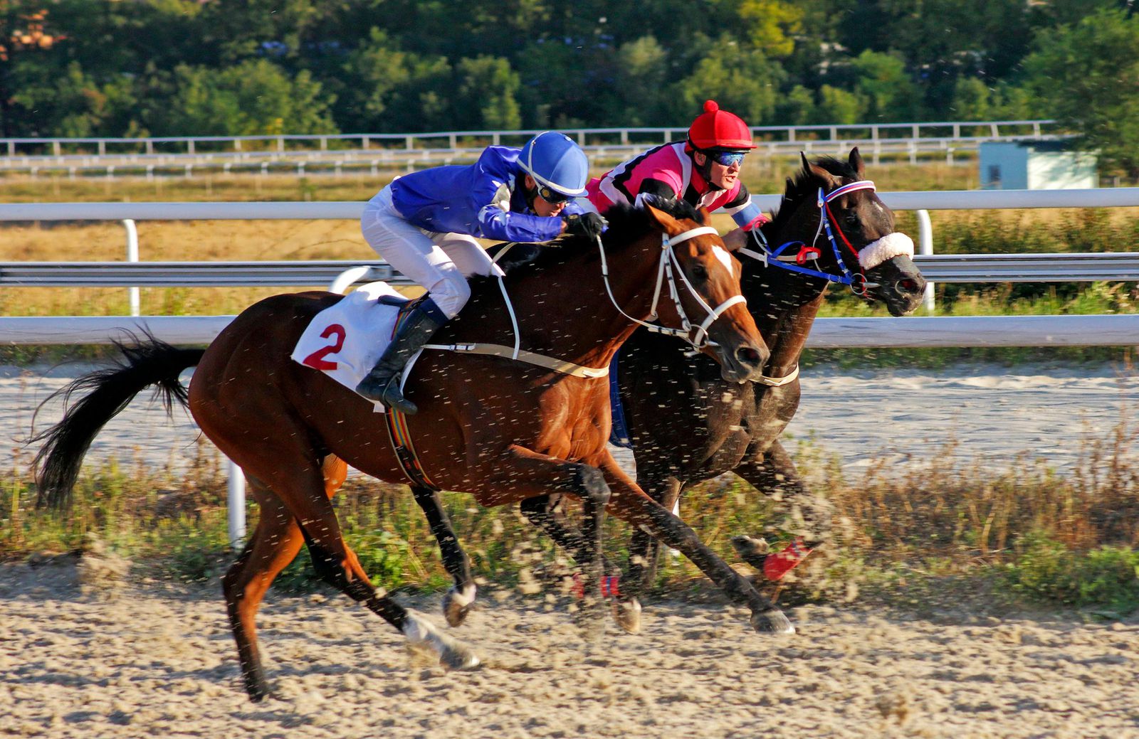 Pelicula carrera de caballos