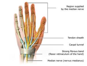 The and carpal tunnel. At the wrist muscle tendons, nerves and blood vessels run from the forearm to the hand through a passageway called the carpal tunnel.