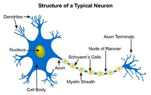 Image result for Schwann cell