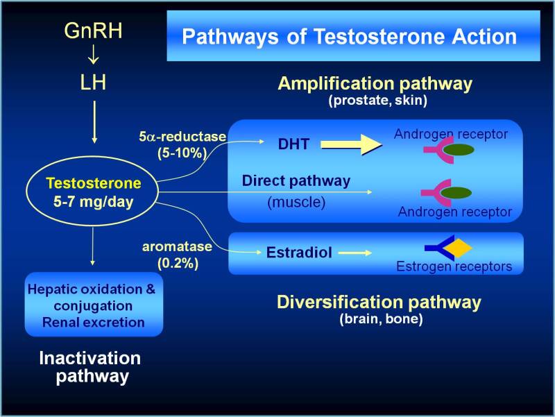 FIGURE 2. . Pathways of Testosterone Action.