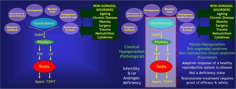 FIGURE 3. . The Hypothalamo-Pituitary Testicular Axis in Health and Intrinsic and Extrinsic Diseases.
