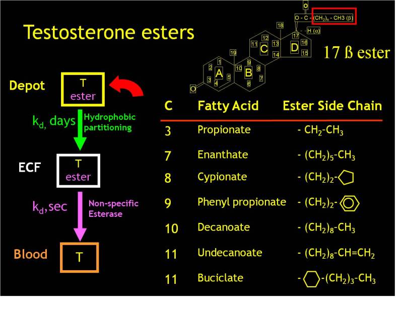FIGURE 5. . Schematic overview of the pharmacology of testosterone esters.