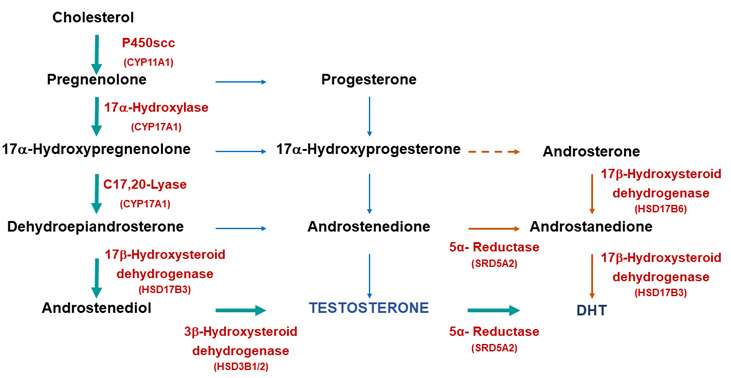 Figure 3 Biosynthetic Pathways For Testosterone And Endotext