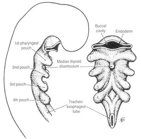 Figure 16. Early embryologic development of the pharyngeal anlage in a 4mm embryo. Note the beginning of thyroid development in the median thyroid diverticulum. (From Sedgwick CE, Cady B: Surgery of the Thyroid and Parathyroid Glands, 2d ed. Philadelphia, WB Saunders, 1980, p 7; adapted from Weller GL: Development of the thyroid, parathyroid and thymus glands in man. Contrib Embryol Carnegie Inst Wash 24:93–142, 1933.)