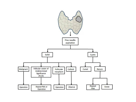 Figure 10. Algorithm for the diagnosis of a thyroid nodule with fine-needle aspiration (FNA) and cytologic examination of each nodule. Greater accuracy is obtained by using this diagnosis scheme. (Courtesy of Dr. Jon van Heerden.)