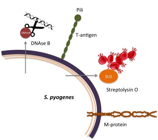 Laboratory Diagnosis Of Streptococcus Pyogenes Group A Streptococci Streptococcus Pyogenes 6713