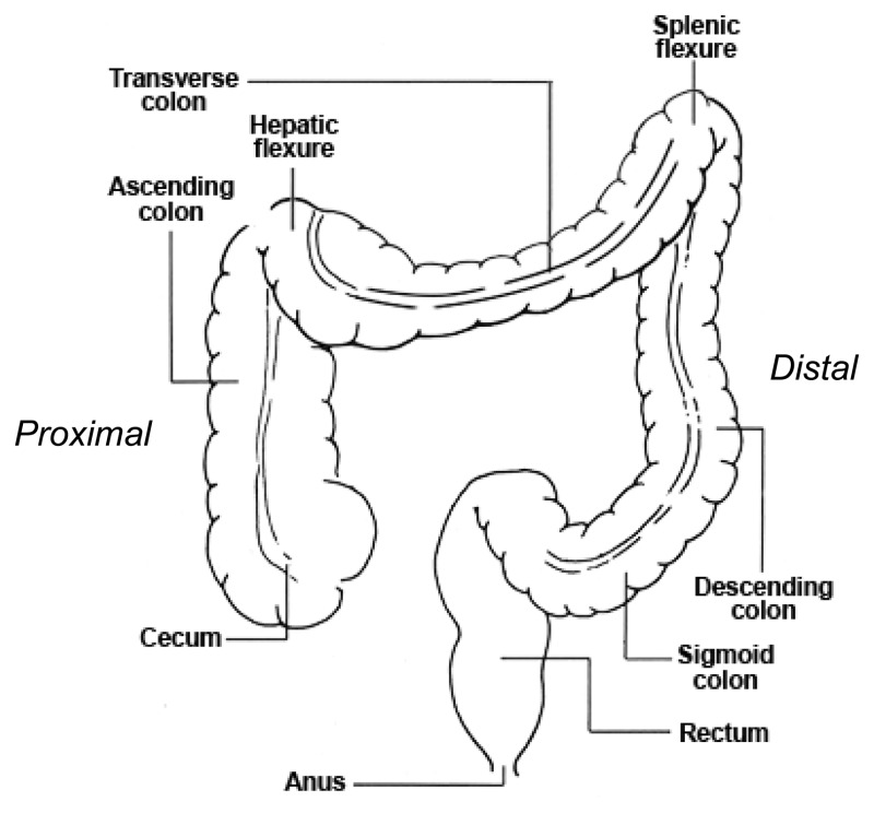 intestinal flexture