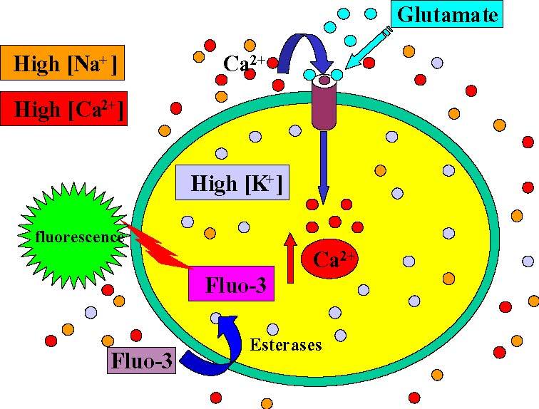 Figure 3 Schematic Of The Calcium Flux Assay Guidance Manual Ncbi Bookshelf